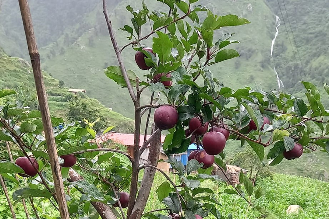 दार्चुलामा जंगली बँदेलद्वारा स्याउ समेत सखाप 